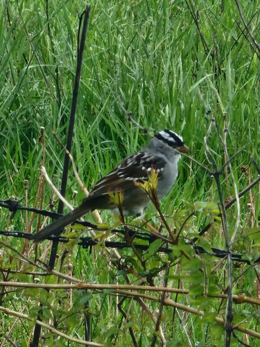 White crowned sparrow
