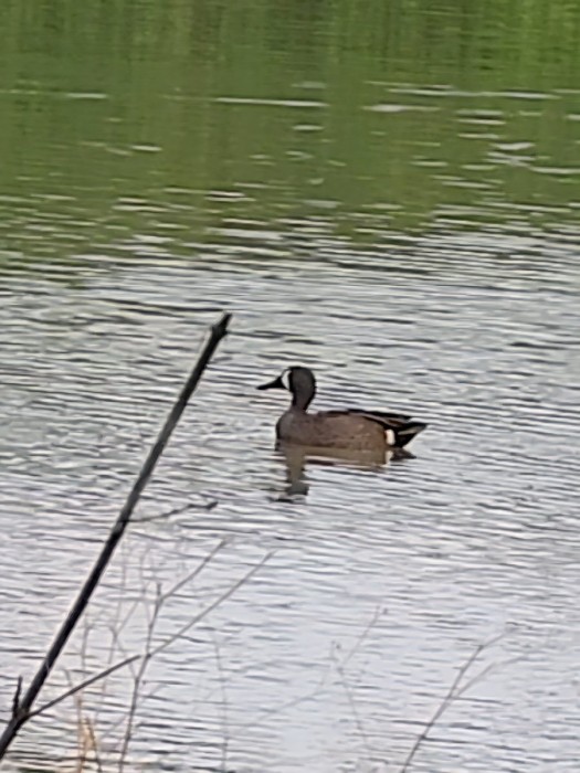 Blue winged teal