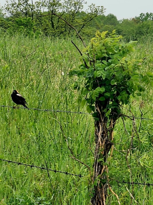 Bobolink