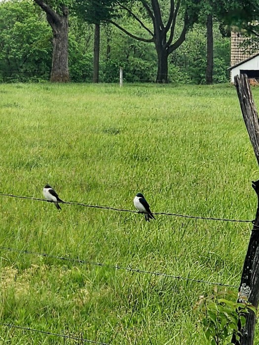Tree swallows