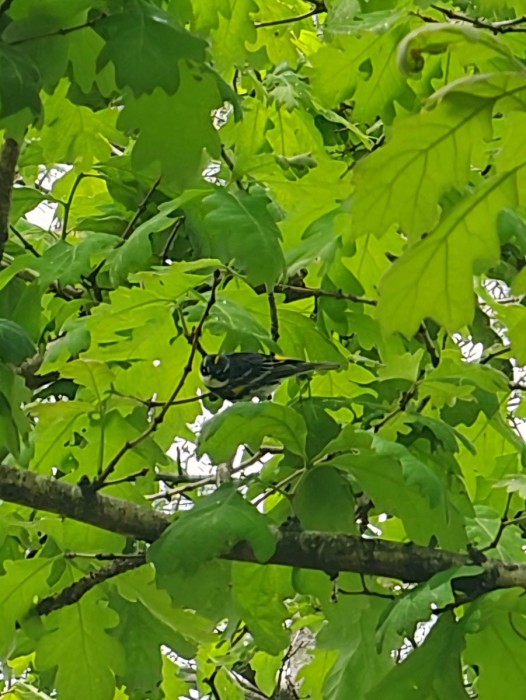 Yellow rumped warbler