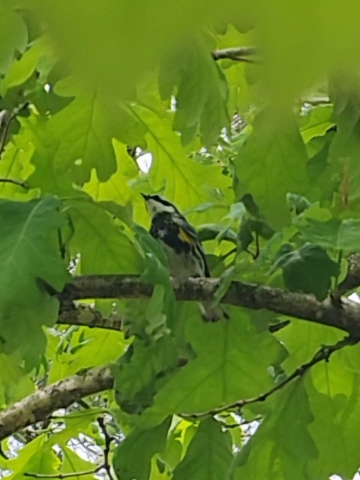 Yellow rumped warbler