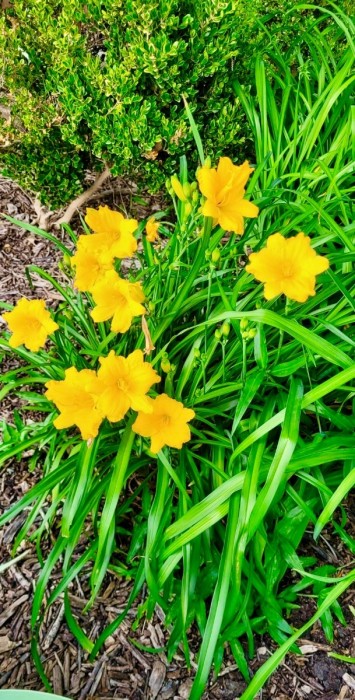 Day lilies