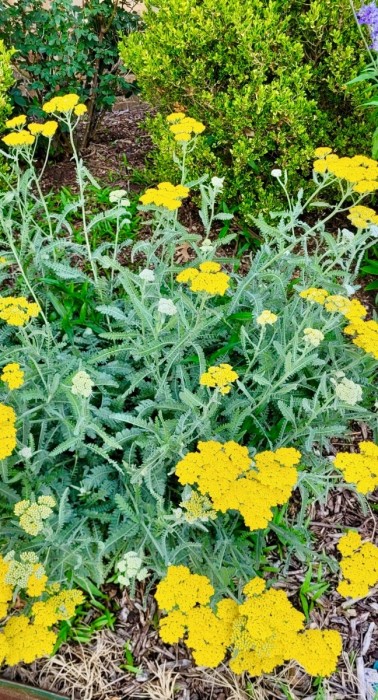 Yarrow
