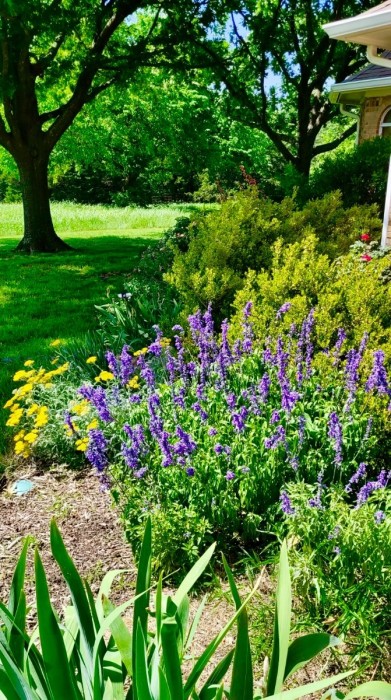 Blue salvia and yarrow