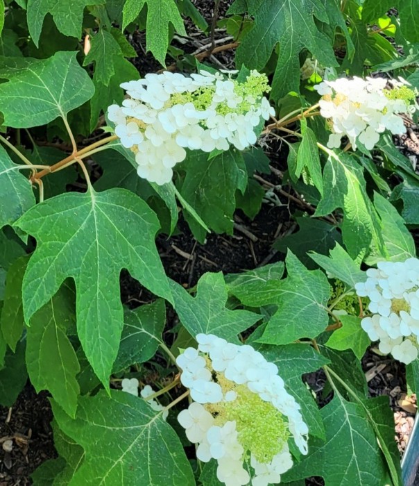 Oakleaf hydrangea