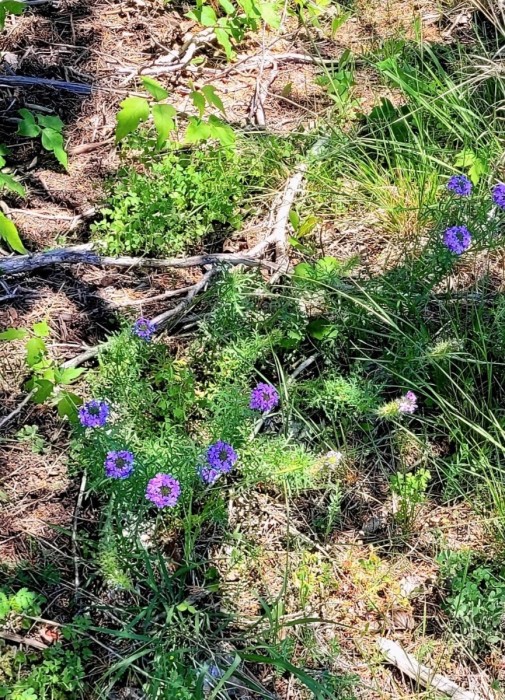 Prairie verbena