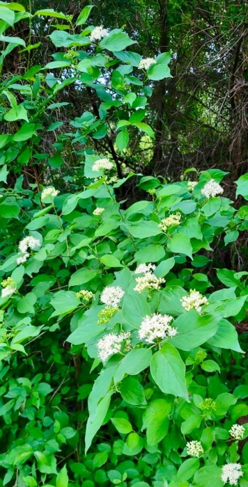 Rough-leaf dogwood