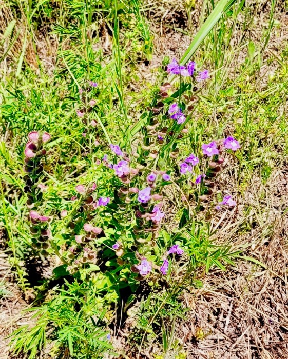 Unknown little flowers in pasture