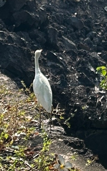 IMG_2321.jpeg