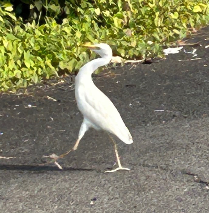 IMG_1419.jpeg