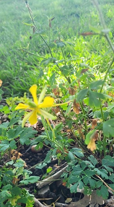 Columbine
