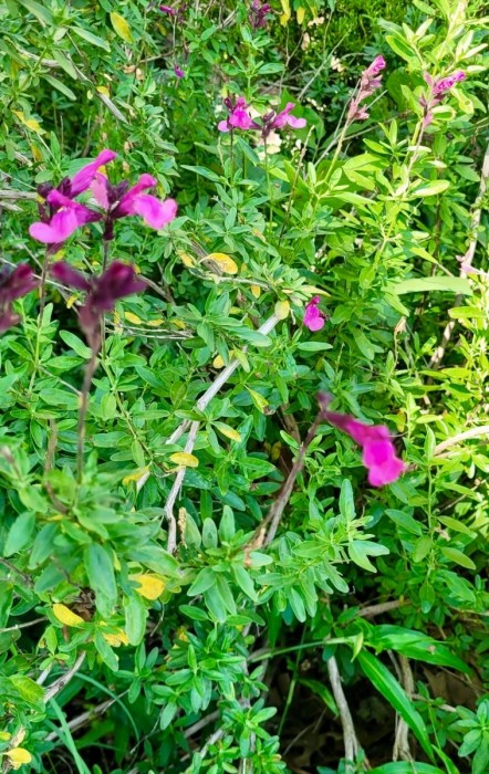 Salvia
