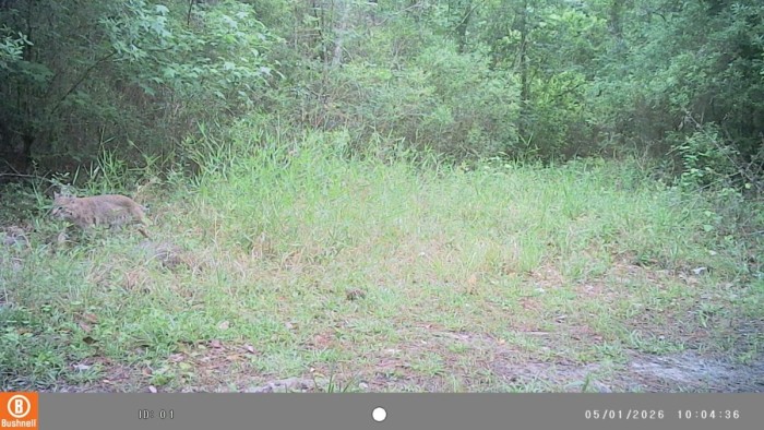 Bobcat