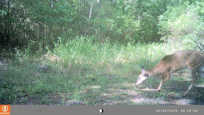 IMAG0064.jpg (247.55 KiB) Viewed 460 times Doe missing part of left front leg