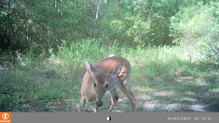 IMAG0061.jpg (246.71 KiB) Viewed 460 times Button buck, probably 8 months old, late born probably in October