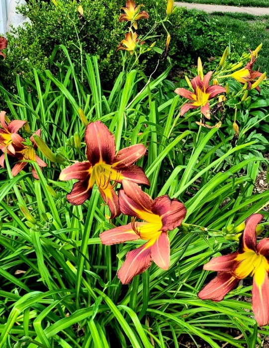 Day lilies