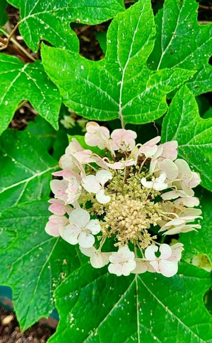 Oakleaf hydrangea