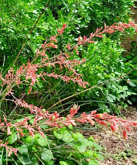 Red yucca