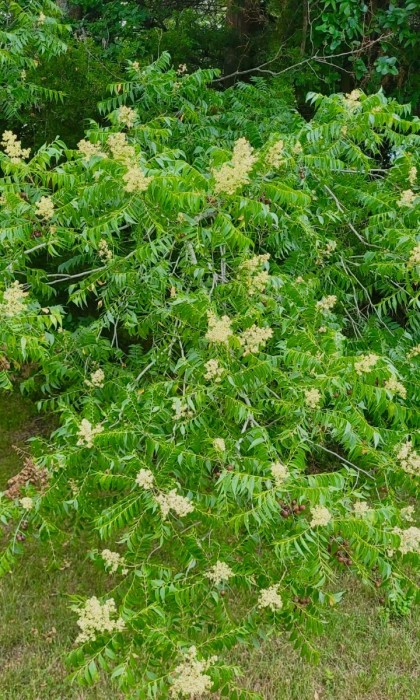 Western soapberry blooms