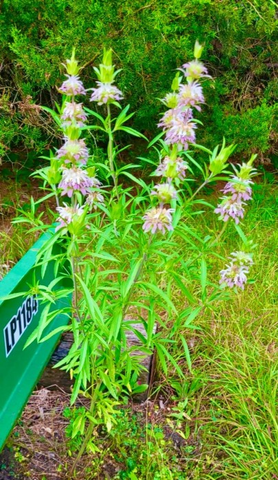 Horsemint