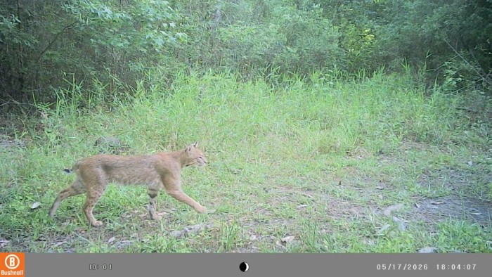 IMAG0029.jpg (231.43 KiB) Viewed 387 times Probably same cat as a week or so ago, just out in the open.