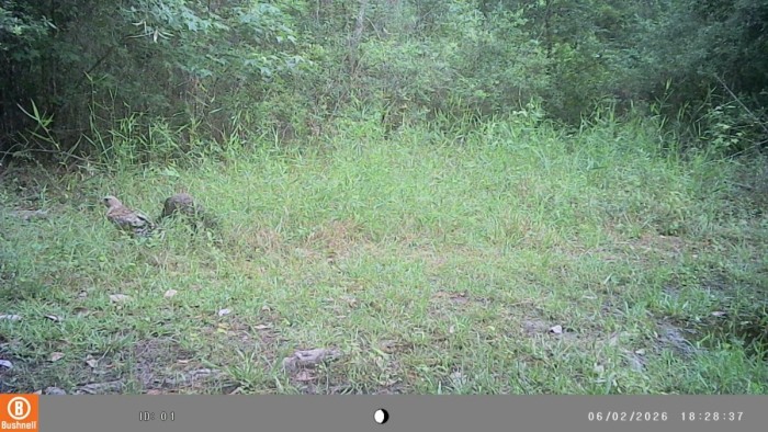 Standing by a fire ant nest.