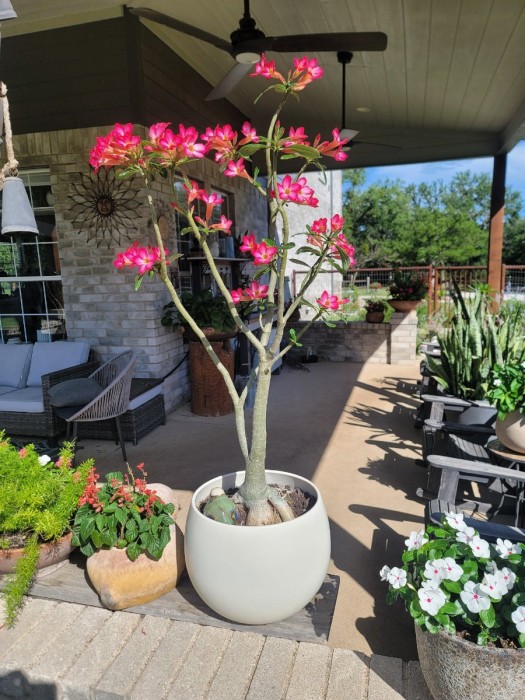 Desert Rose