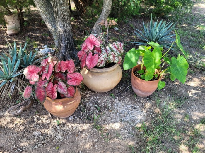 Caladiums and elephant ears