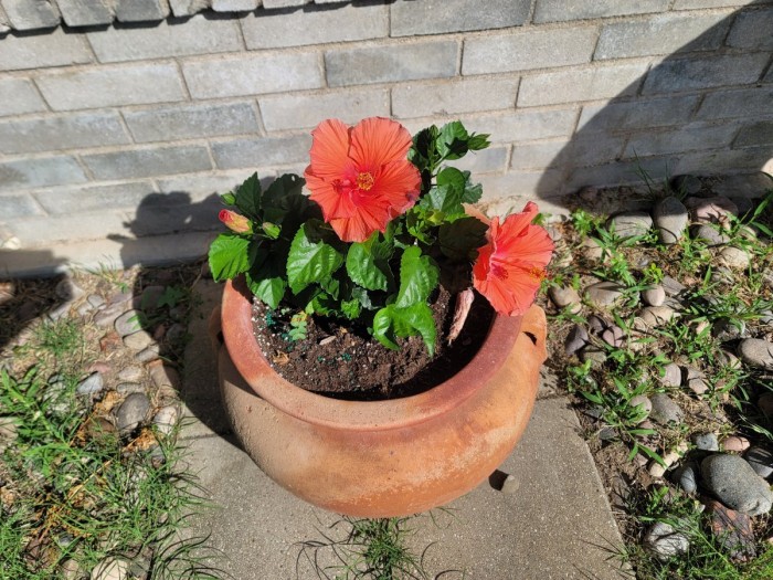 Hibiscus