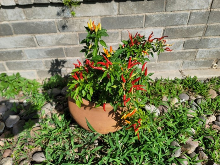 Ornamental peppers