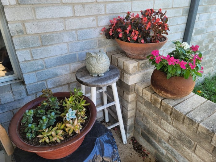 Begonias, succulents, and some flowers