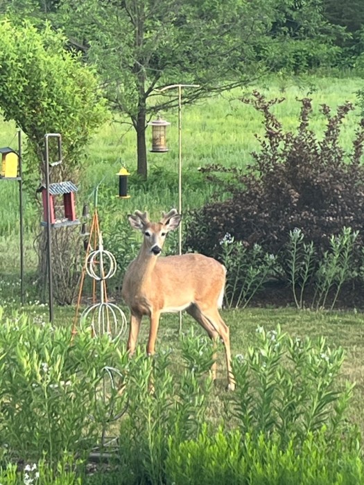 IMG_0746.jpeg