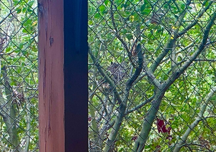 The Nest Sitter In The Nest.<br />Wednesday, June 24, 2026.<br />Click On The Picture To ENLARGE.