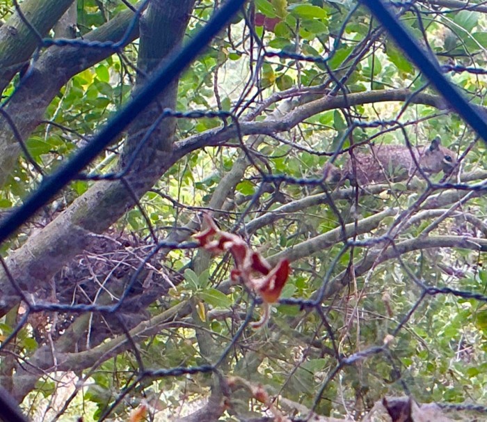 The Nest Sitter Out Of The Nest.<br />Wednesday, June 24, 2026.<br />Click On The Picture To ENLARGE.