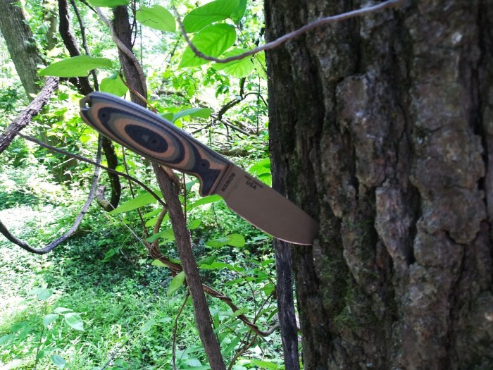 ESEE 3 treed I.jpg