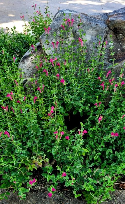Texas skullcap