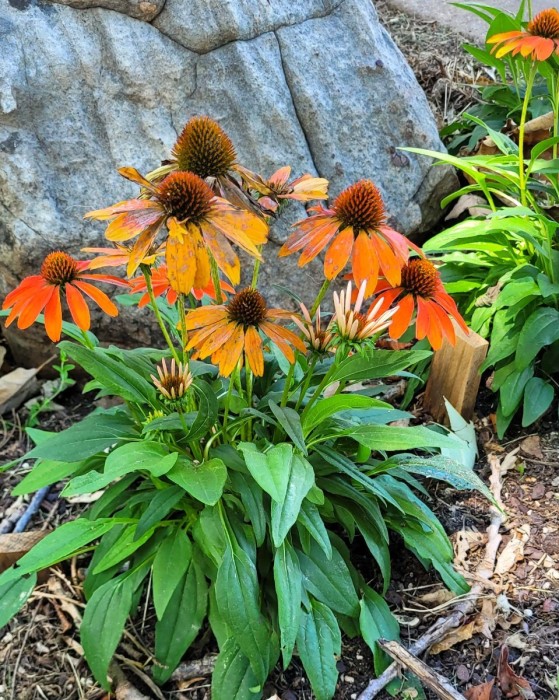 Coneflower