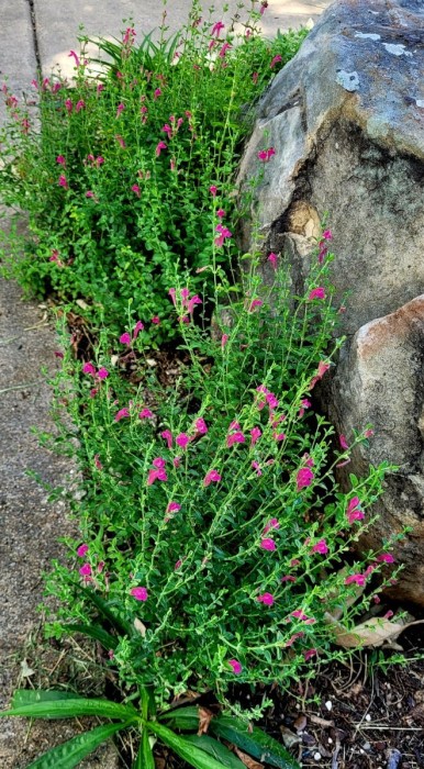 Texas skullcap