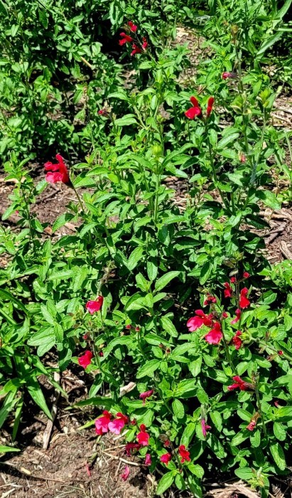 Red salvia