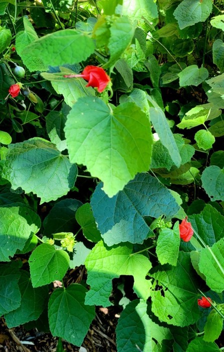 Turk's cap