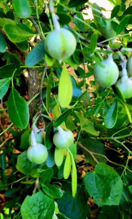 Texas Mountain Laurel seed pods