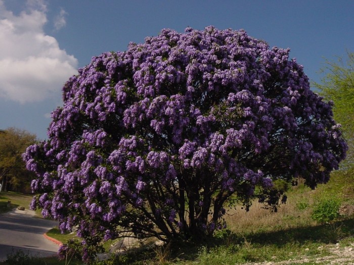 Texas Mountain Laurel in bloom