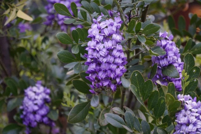 Texas Mountain Laurel flowers