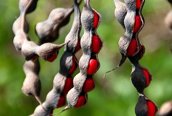 Texas Mountain Laurel seed pods in winter