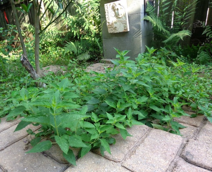 Bee Balm