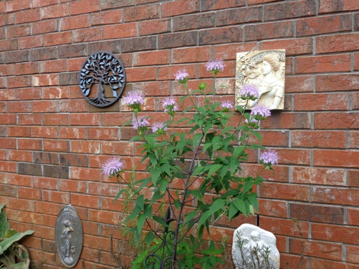 Bee Balm