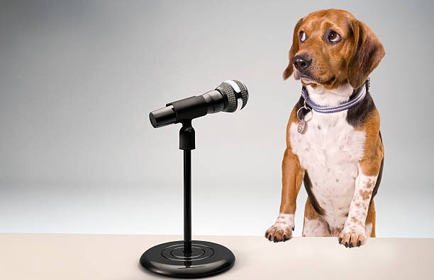 TopDogMikeDrop.jpg