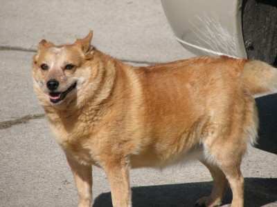 Foxy