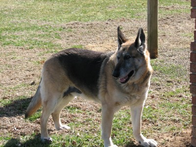 Cody
